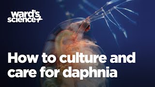 Caring and Culturing for Daphnia [upl. by Douty549]