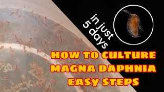 How to Culture Magna Daphnia Easily [upl. by Ojeitak]