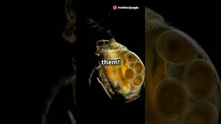 How to culture Daphnia for your Aquarium [upl. by Esinaj]