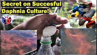 How to Culture Daphnia Successfully [upl. by Cherry763]