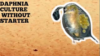 HOW TO CULTURE DAPHNIA NATURALLY WITHOUT A STARTER [upl. by Rosenblast]