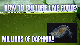 How to Culture Daphnia Secret Method to Breed MILLIONS  Simply Aquatic [upl. by Shermy]