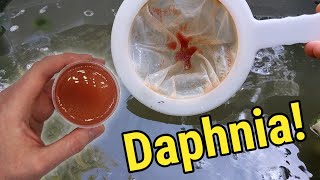 How I Culture Daphnia In Outdoor Tubs [upl. by Eimilb12]