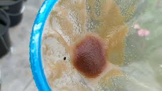 How to culture daphnia moina in a small container Part 1 English Subtitle [upl. by Llevol]