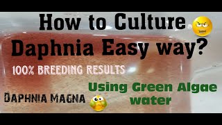 Daphnia MagnaHow to Culture Daphnia Easy wayCulturing Daphnia using Green water Daphnia [upl. by Sifan]