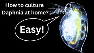 BEST Live Fish Food Beginner guide How to Culture Daphnia at home [upl. by Leugim]