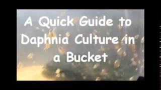 How to culture daphnia outside [upl. by Pasho218]