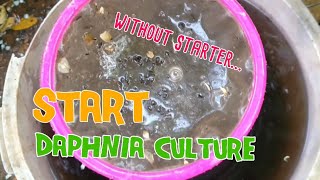 How to culture daphnia moina the easy way 1  Starting the Daphnia culture [upl. by Cirek725]