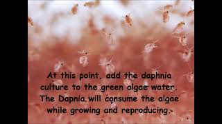 Daphnia  How to grow daphnia in your home [upl. by Lenahtan]