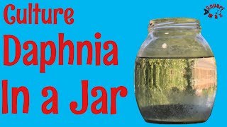 How to Culture Daphnia in a Jar [upl. by Car]