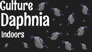 How to Culture Daphnia [upl. by Nolrev]