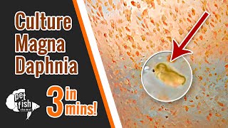 How to culture DAPHNIA MAGNA  The easy way [upl. by Ocirderf]