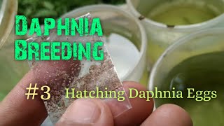 Daphnia Culture made simple and easy 3  Hatching Daphnia eggs [upl. by Ailina]