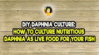 DIY Daphnia Culture How to Culture Nutritious Daphnia as Live Food for Your Fish [upl. by Hayne]