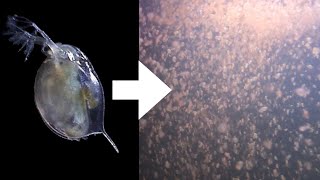 How I Culture Daphnia [upl. by Just]