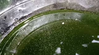 DAPHNIA MOINA CULTURE IN A SMALL BUCKET [upl. by Yelhsa]