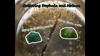 How To Culture Daphnia and Moinas using Green Water Spirulina powder [upl. by Bartosch307]