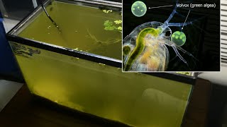 Raising Daphnia for the Freshwater Aquarium [upl. by Hagen412]