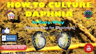 HOW TO CULTURE DAPHNIA In Easy Way [upl. by Adoh]